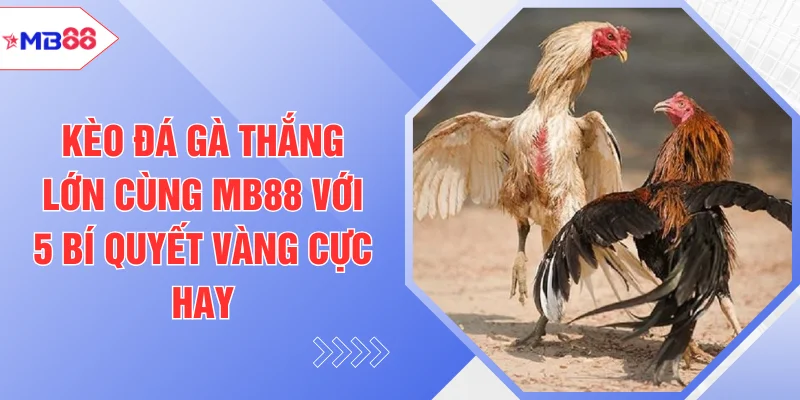 Kèo Đá Gà Thắng Lớn Cùng MB88 Với 5 Bí Quyết Vàng Cực Hay